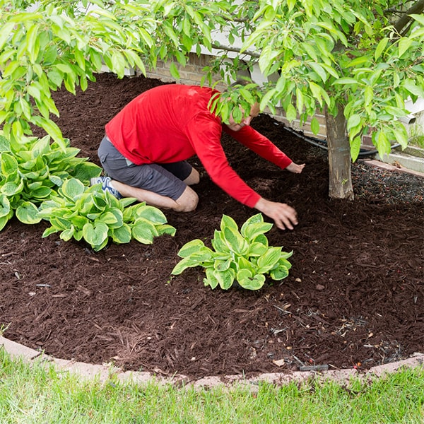 mulch installation is suitable for a wide variety of plants and shrubs, making it a versatile landscaping choice